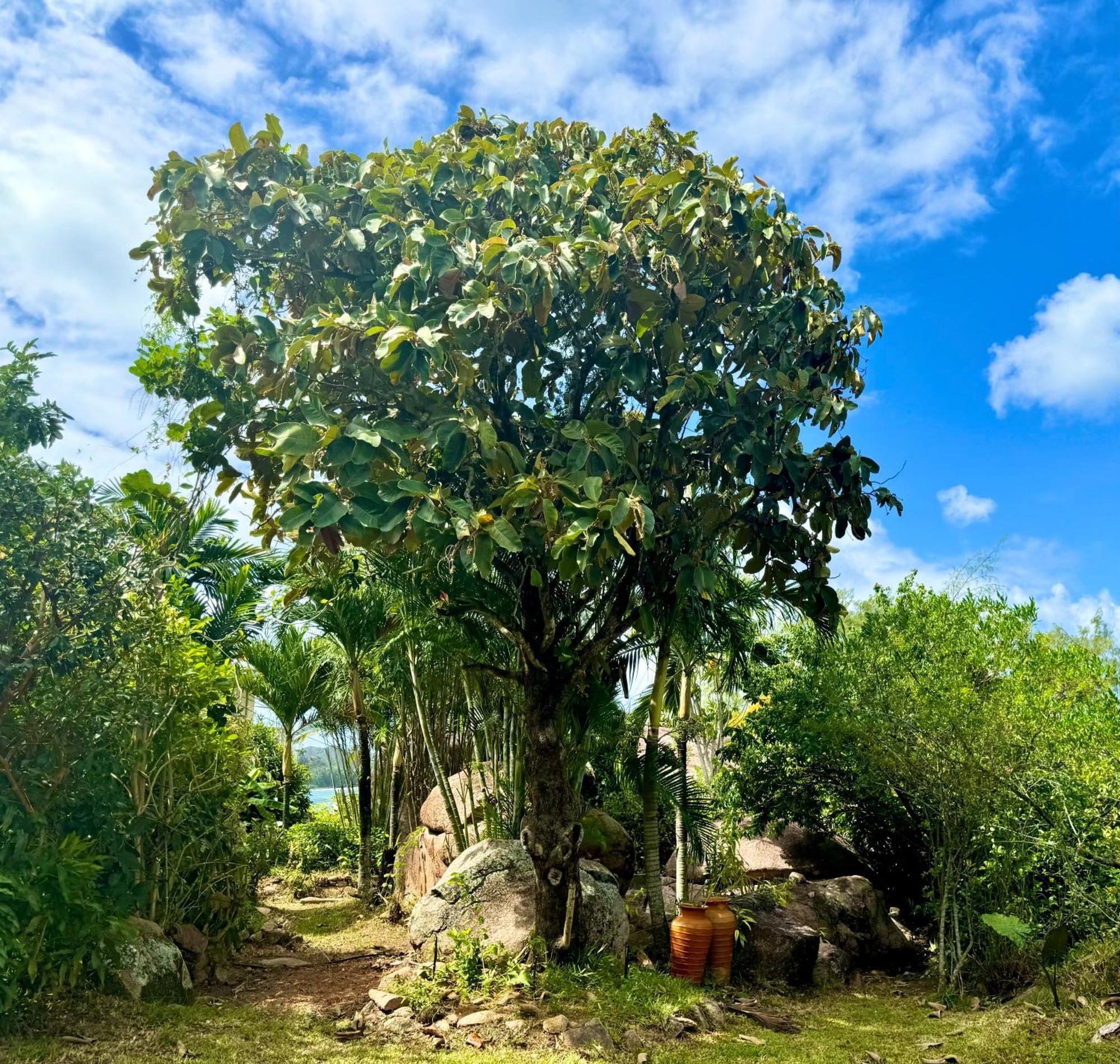 Jardin Marron Baie Sainte Anne Exterior foto